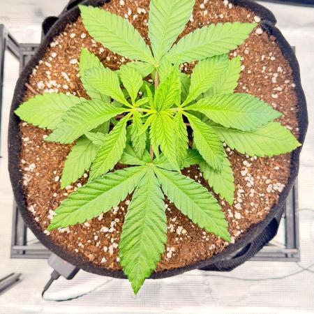 White Widow