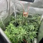 First grow - lemon cherry cookies