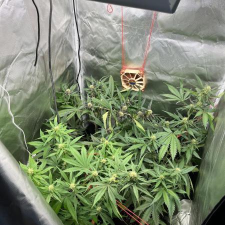 First grow - lemon cherry cookies