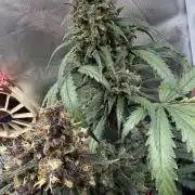 First grow - lemon cherry cookies