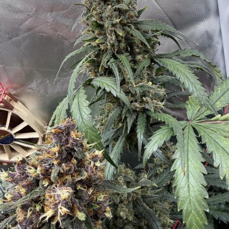 First grow - lemon cherry cookies