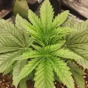 Skywalker Kush Indoor SCROG