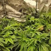 Skywalker Kush Indoor SCROG