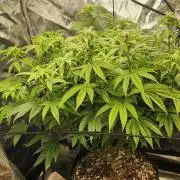 Skywalker Kush Indoor SCROG