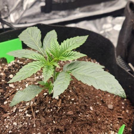 Skywalker Kush Indoor SCROG