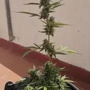 Critical