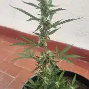 Critical
