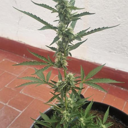 Critical