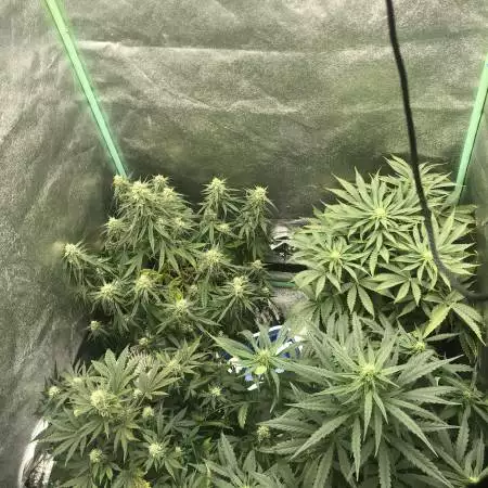 Mephisto 4 Strains one 3x3