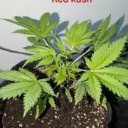 Red lime