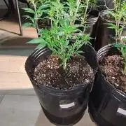 Primera tanda