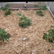Applefritter | 800l bed