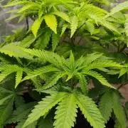 Jack Diesel Auto