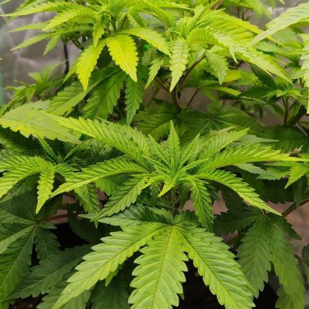 Jack Diesel Auto