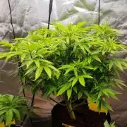 Jack Diesel Auto