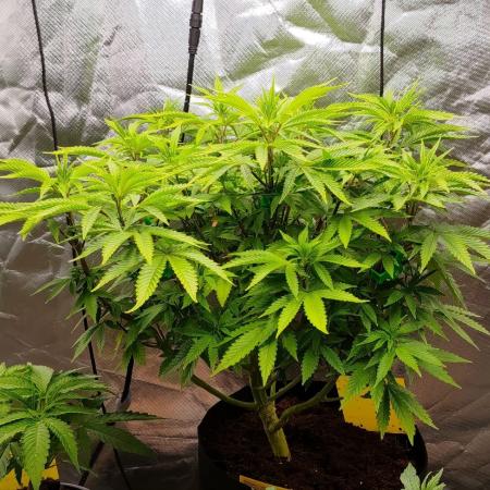 Jack Diesel Auto