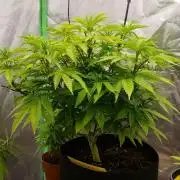 Jack Diesel Auto