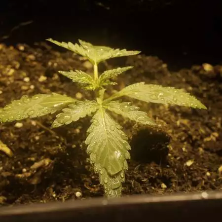 cream mandarine