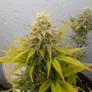 Blueberry Zamnesia Auto