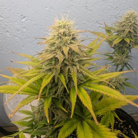 Blueberry Zamnesia Auto