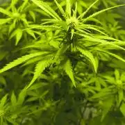 My super grow