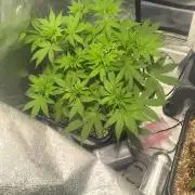 My super grow