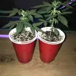 Blackberry Gum auto