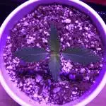 Anesia Seeds The Future #1