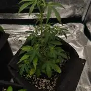 First grow ever