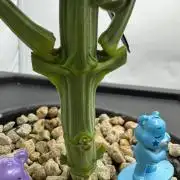 Super Boof DWC | 1-Handed not-Lazy Grow