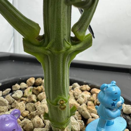 Super Boof DWC | 1-Handed not-Lazy Grow