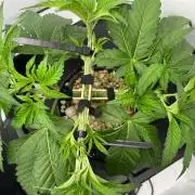 Super Boof DWC | 1-Handed not-Lazy Grow