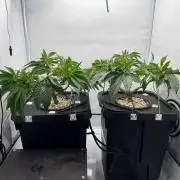 Super Boof DWC | 1-Handed not-Lazy Grow
