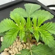 Super Boof DWC | 1-Handed Lazy Grow
