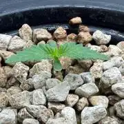 Super Boof DWC | 1-Handed Lazy Grow