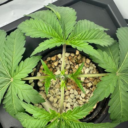 Super Boof DWC | 1-Handed not-Lazy Grow