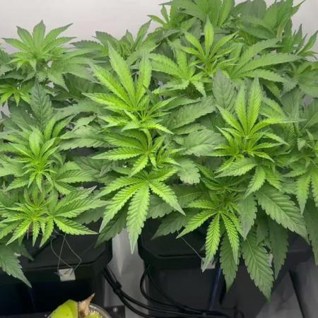 Super Boof DWC | 1-Handed not-Lazy Grow