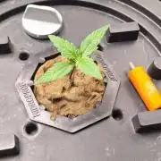 Critical xxl Bsf