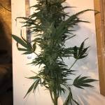 Girl Scout Cookies DWC 400w HPS & LED