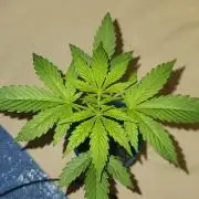 Cannabiz blue dream 💙