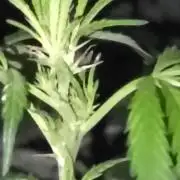 My first seed to harvest
