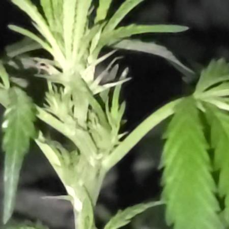 My first seed to harvest