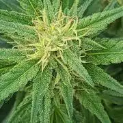 My first seed to harvest
