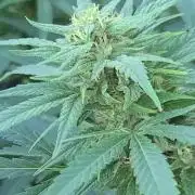 My first seed to harvest