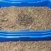 2 autos for cannabiz seeds