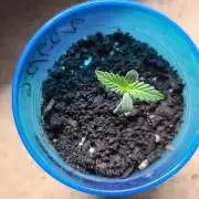 Cannabiz blue dream 💙