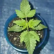cannabiz personal grow