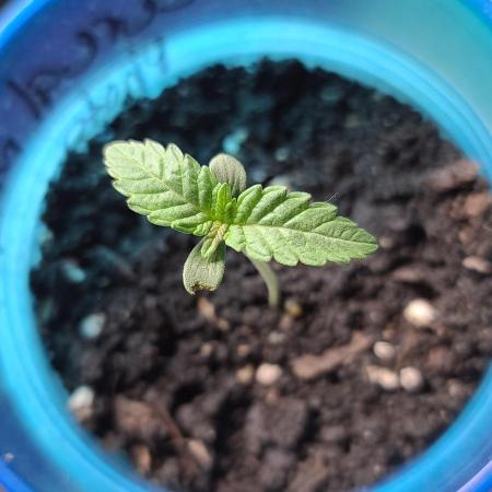cannabiz personal grow