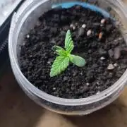 BS trainwreck auto peanut butter jar gro