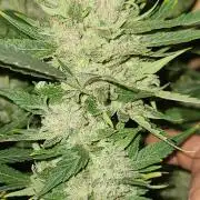 My first seed to harvest
